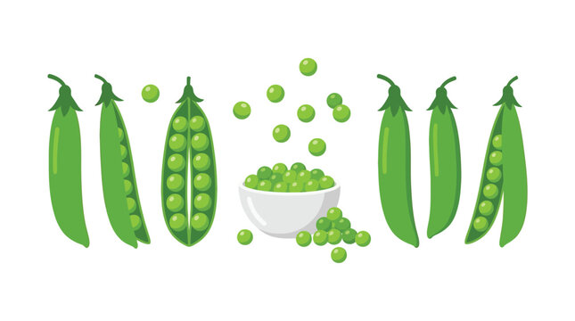 Green pea pods and loose peas vector illustration on white background