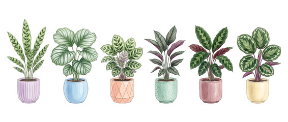 Fototapeta premium Potted Houseplants Tropical Leaves Illustration Set Isolated On Black Background Featuring Calathea And Prayer Plants In Colorful Ceramic Pots For Interior Decoration And Botanical Design Elements.