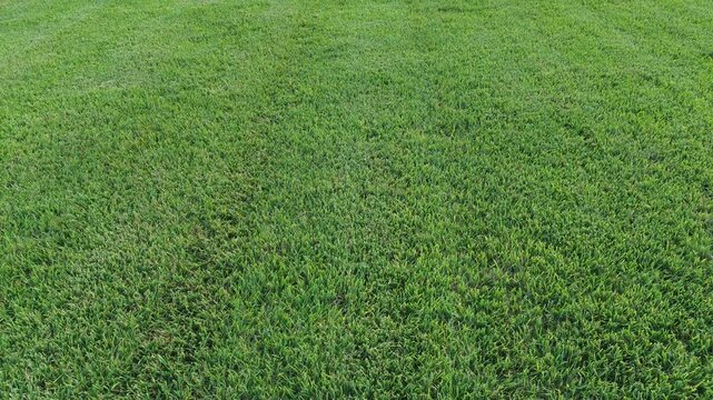 Low aerial drone flight close to green grass lawn, smooth camera movement, 4K original footage