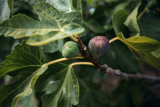 Two figs in different stages of ripeness on a branch of a fig tree surrounded by lush green foliage