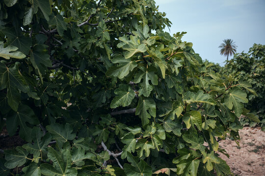 Lush fig tree foliage growing in an agricultural orchard with ripening figs under a clear sky