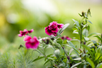 Fototapeta premium Beautiful indoor flower close up with soft blurred bokeh background