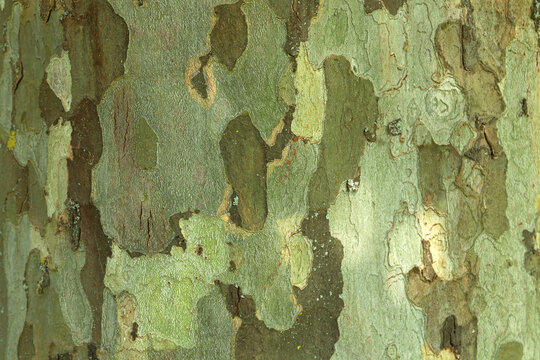 Plane tree bark texture background.