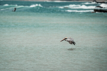 Naklejka premium Pelican skimming low over turquoise shallow ocean water near a rocky shoreline, midair seabird over coastal surf