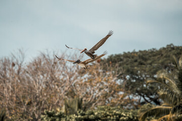 Obraz premium Two cranes flying in formation over woodland edge with palm and scrub under cloudy sky