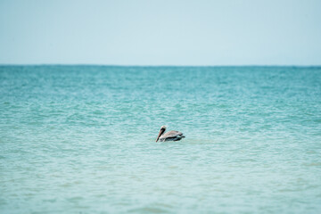 Fototapeta premium Solitary brown pelican floating on calm turquoise ocean with clear blue sky and minimalist horizon