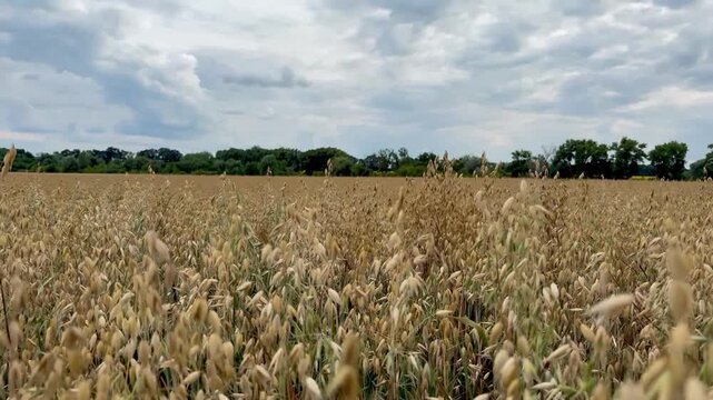 Wide landscape footage of a golden ripe oat field gently swaying in the breeze under a cloudy summer sky with distant green trees in the background.
