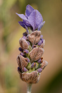 Macro de fleur de lavande papillon