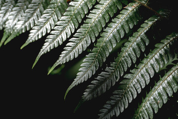 Close-up photograph of green fern fronds with water droplets on a black background, detailed botanical texture and moody lighting © PIC by Femke