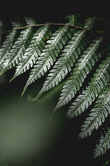 Close-up moody photograph of a green fern frond with detailed pinnate leaflets and dewy texture against a dark blurred background © PIC by Femke