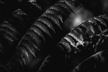 Low-key black and white close-up photograph of fern fronds with dramatic texture, high contrast and moody lighting © PIC by Femke