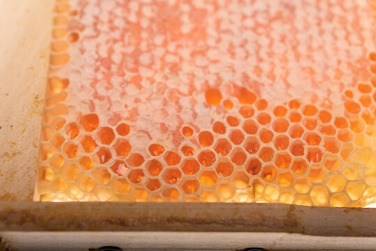 Detailed Honeycomb with Fresh Honey in Open Wax Cells