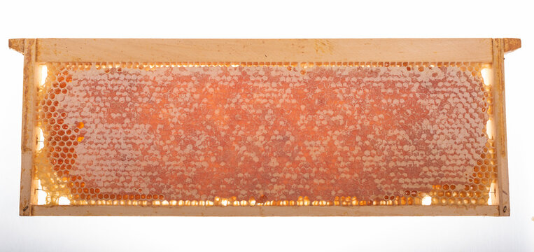 Whole Honeycomb on Wooden Beehive Frame with Fresh Honey