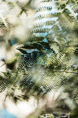 Close-up of sunlit fern fronds with shallow depth of field and bokeh background in a forest © PIC by Femke