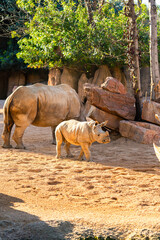 white rhinoceros mother with calf standing on sandy ground in zoo habitat, african mammals showing care and bonding behavior in warm natural sunlight environment © petrrgoskov