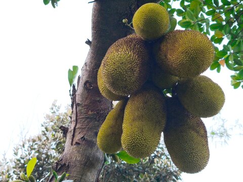 Healthy jackfruits growing abundantly on tropical tree trunk, showcasing natural harvest, vibrant texture, lush foliage, outdoors.
