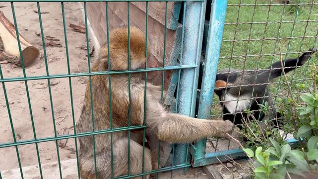 Close-up video of two different monkeys reaching out and holding hands through a wire cage fence at a zoo or animal sanctuary.
