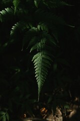 fern in the jungle © Xuhan