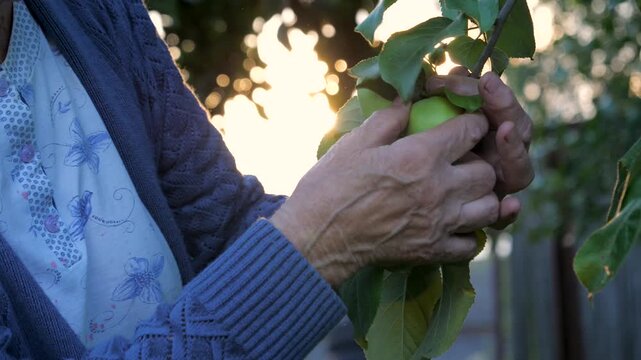 Close up senior woman wrinkled hands carefully checking fresh organic green apples from tree branch in garden during beautiful warm sunset with lens flare. Growing organic fruits in garden