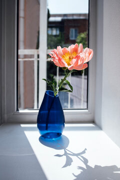 Pink flower in a blue vase placed on a windowsill, sunlight casting a shadow on the surface, with a blurred outdoor background visible through the window