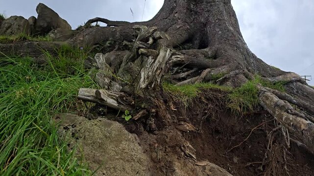 Large twisting roots single pines on a rock. Norway, Alver. August