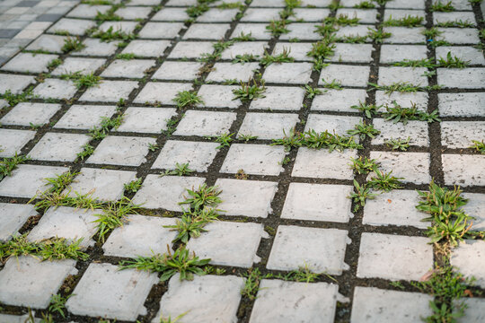 Eco-friendly permeable pavers with weeds and grass growing through tiles  