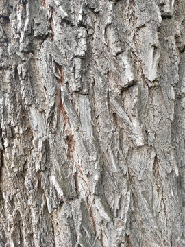 Close-up of old tree bark with deep cracks, rough natural texture and weathered wood surface. High resolution organic background ideal for forestry, nature, design, ecology and texture projects.
