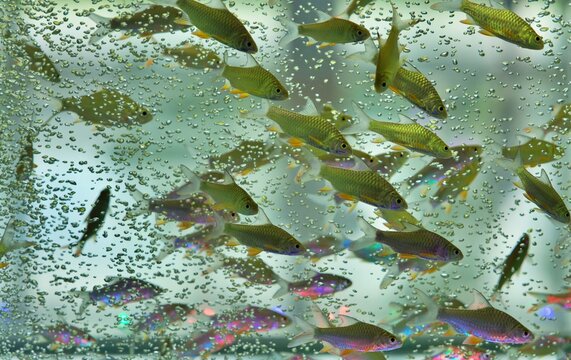 School of tropical aquarium fish swimming in a large tank with colorful LED lighting and bubbles, creating a dynamic underwater scene with many small fish moving together near the glass.     