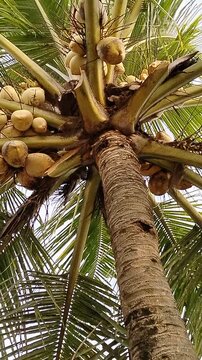 upward view of a tall coconut palm highlighting its textured trunk and healthy green canopy under natural daylight.