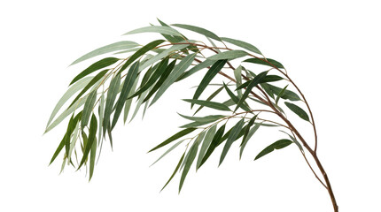 Fototapeta premium Eucalyptus branch with elongated green leaves on a plain transparent background