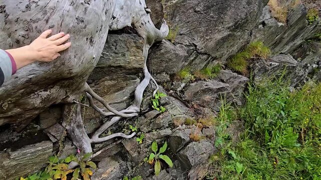Ansient roots in granite rock and wild  plants. Norway, Alver. August