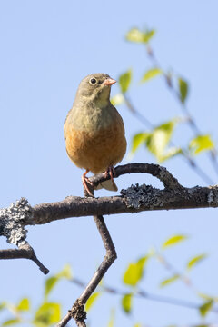 Ortolan bunting