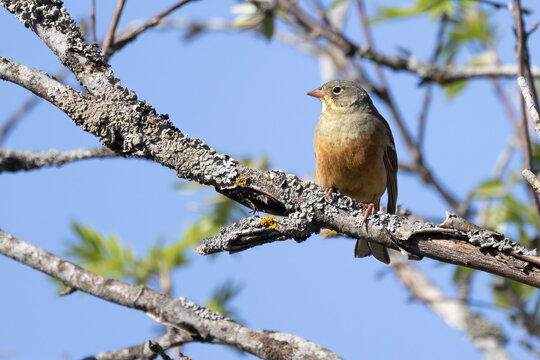 Ortolan bunting