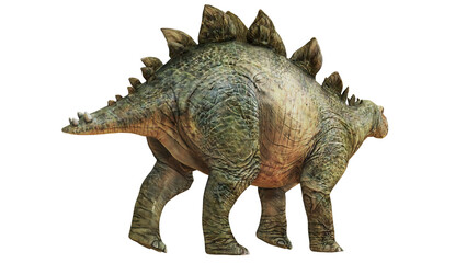 Realistic Stegosaurus dinosaur on white background. © Ilie