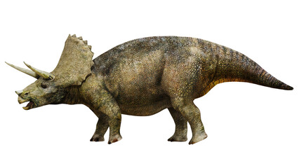 Triceratops dinosaur on white background © Ilie