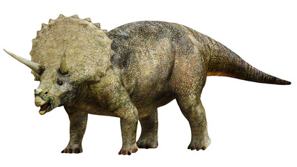 Majestic Triceratops dinosaur on a white background © Ilie