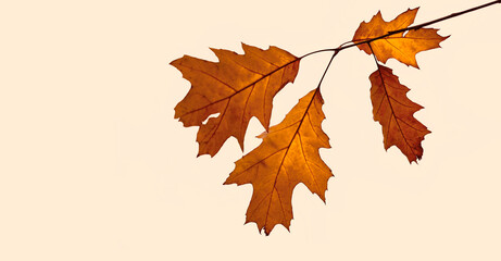 Fototapeta premium Branch with colorful seasonal autumn 3 three leaves foliage canadian Japanese maple isolated on white yellow red brown sky background Fall autumn season