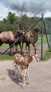 Vertical video of two-humped Bactrian camels standing behind a metal wire fence while spotted goats walk in the foreground on an outdoor safari park or eco farm.
