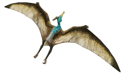Colorful pterosaur in mid-flight against a white background. © Ilie