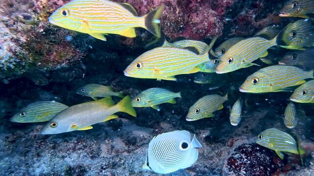Underwater Refuge: 4K Close-Up of Bluestriped Grunts Sheltering Under a Coral Overhang in the Florida Keys
