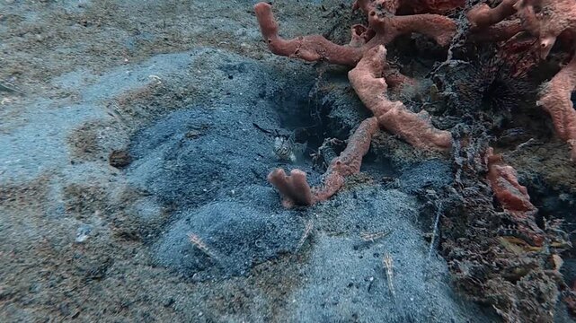 Marine Symbiosis: 4K Close-Up Video of a Goby Fish and Partner Pistol Shrimp on Sandy Seabed at Blue Heron Bridge