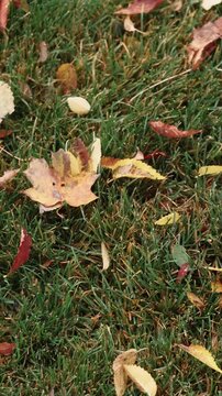 Vertical video. Autumn season. Nature background. Dry yellow brown color leaves scattered on green grass lawn in park environment.