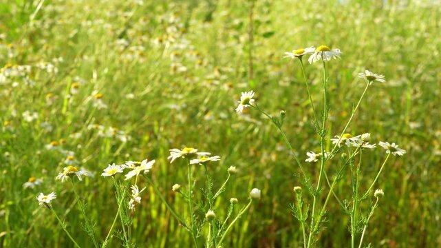 Chamomile. White daisy flowers sway in a wind at sunset. Gentle breeze flows through field of white daisies, natural summer background, 4k video