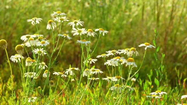 Chamomile. White daisy flowers sway in a wind at sunset. Gentle breeze flows through field of white daisies, natural summer background, 4k video