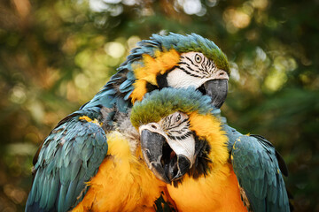 Two blue-and-yellow macaws engage in affectionate mutual preening © PixilRay