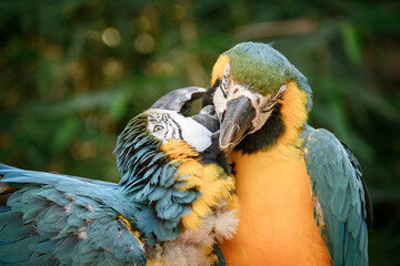 Two blue-and-yellow macaws engage in affectionate mutual preening © PixilRay