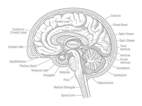 Detailed medical illustration of human brain anatomy with labels for educational study purposes