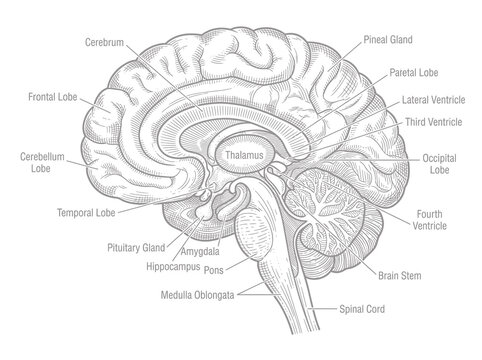 Anatomical cross section of the human brain with clear labels for medical and clinical research