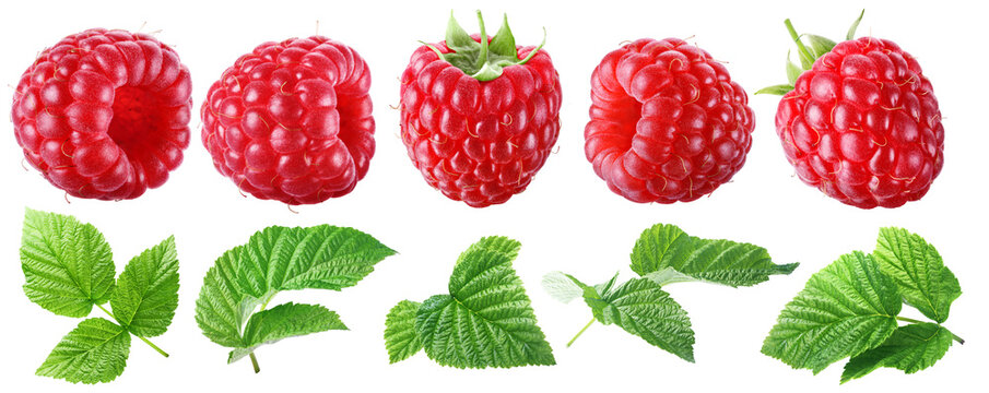 Set of juicy ripe raspberries with five leaves isolated on transparent background.