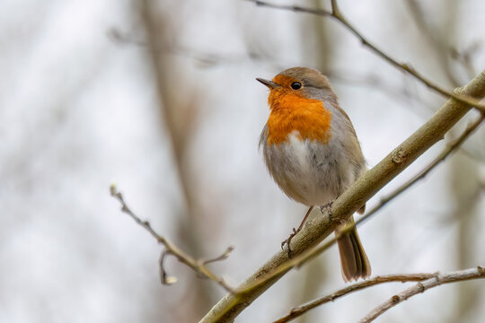 European robin